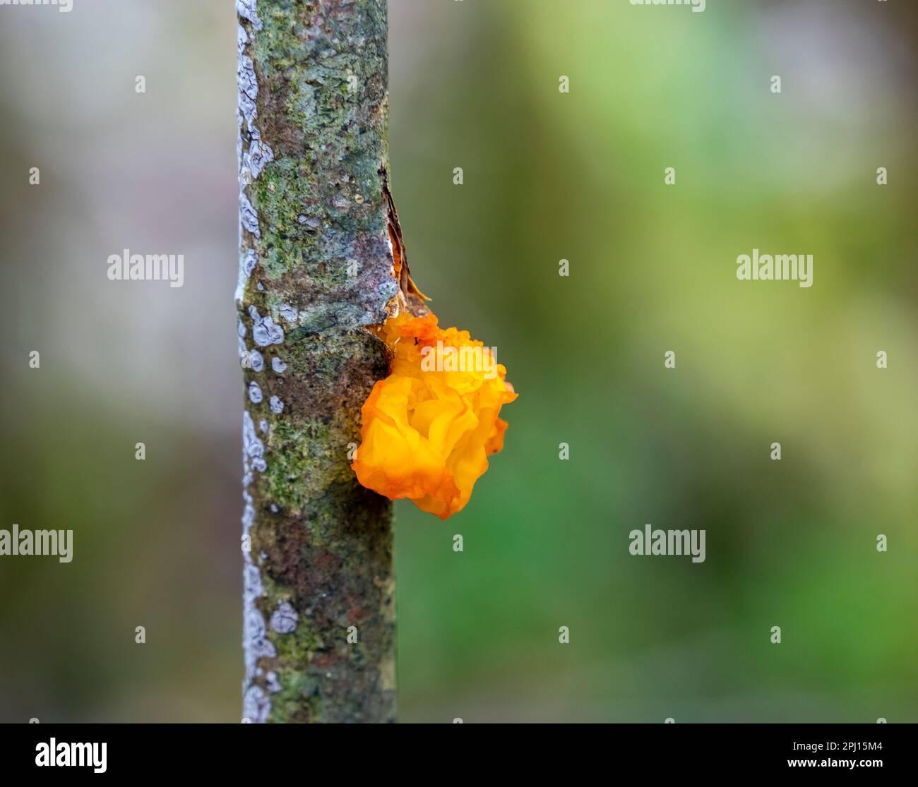 Colpo di primo piano di un fungo di gelatina d'oro ad un ramoscello in ambiente blurry Foto Stock
