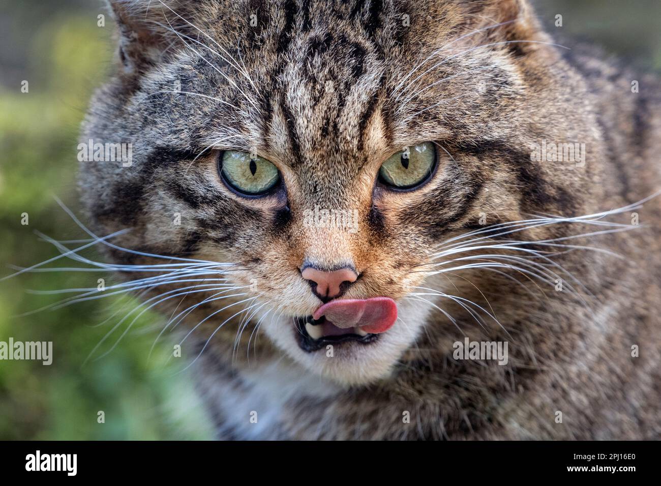 Maschio Eurasian wildcat leccando labbra (primo piano) Foto Stock