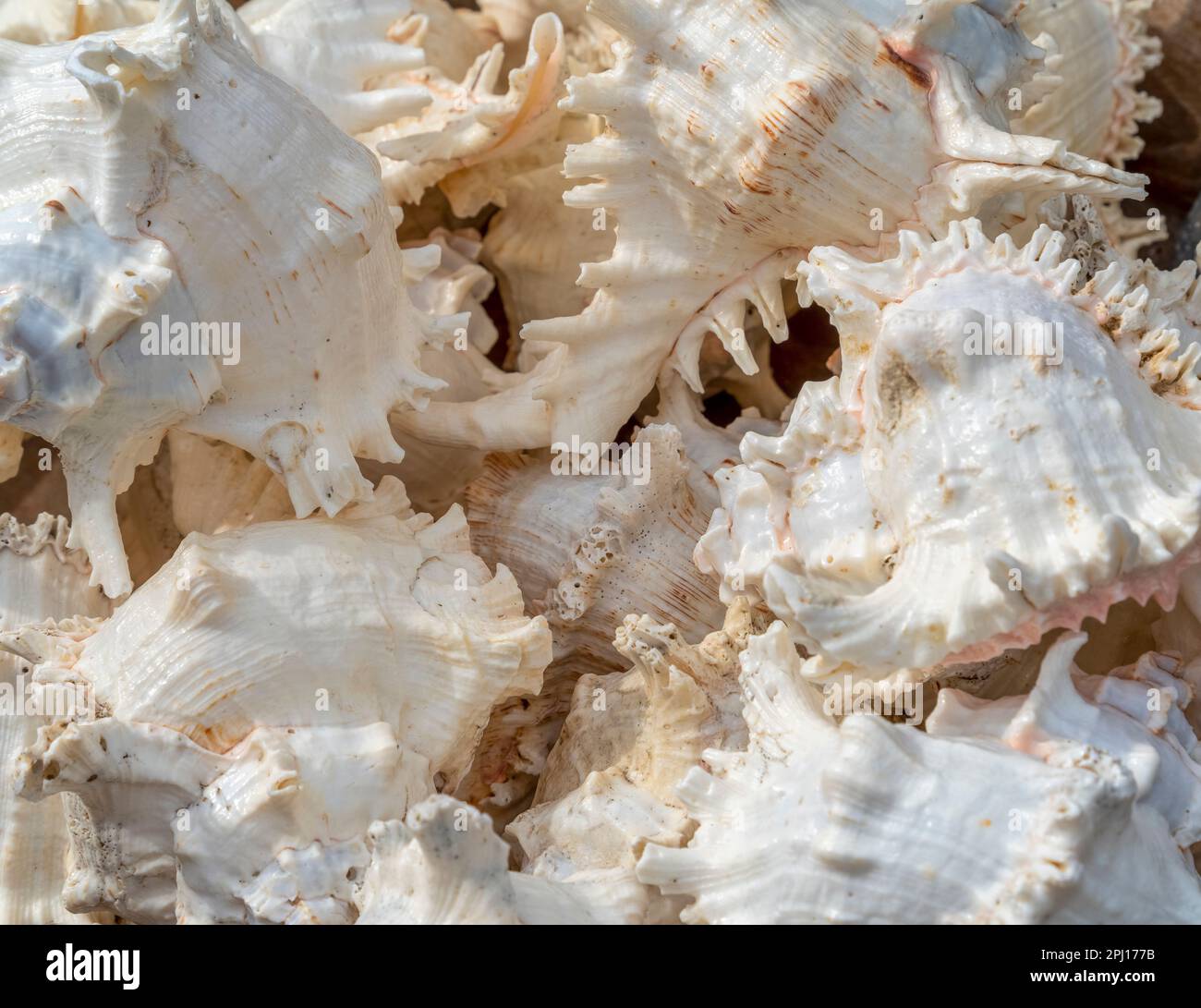 Inquadratura completa che mostra un sacco di conchiglie marine bianche Foto Stock