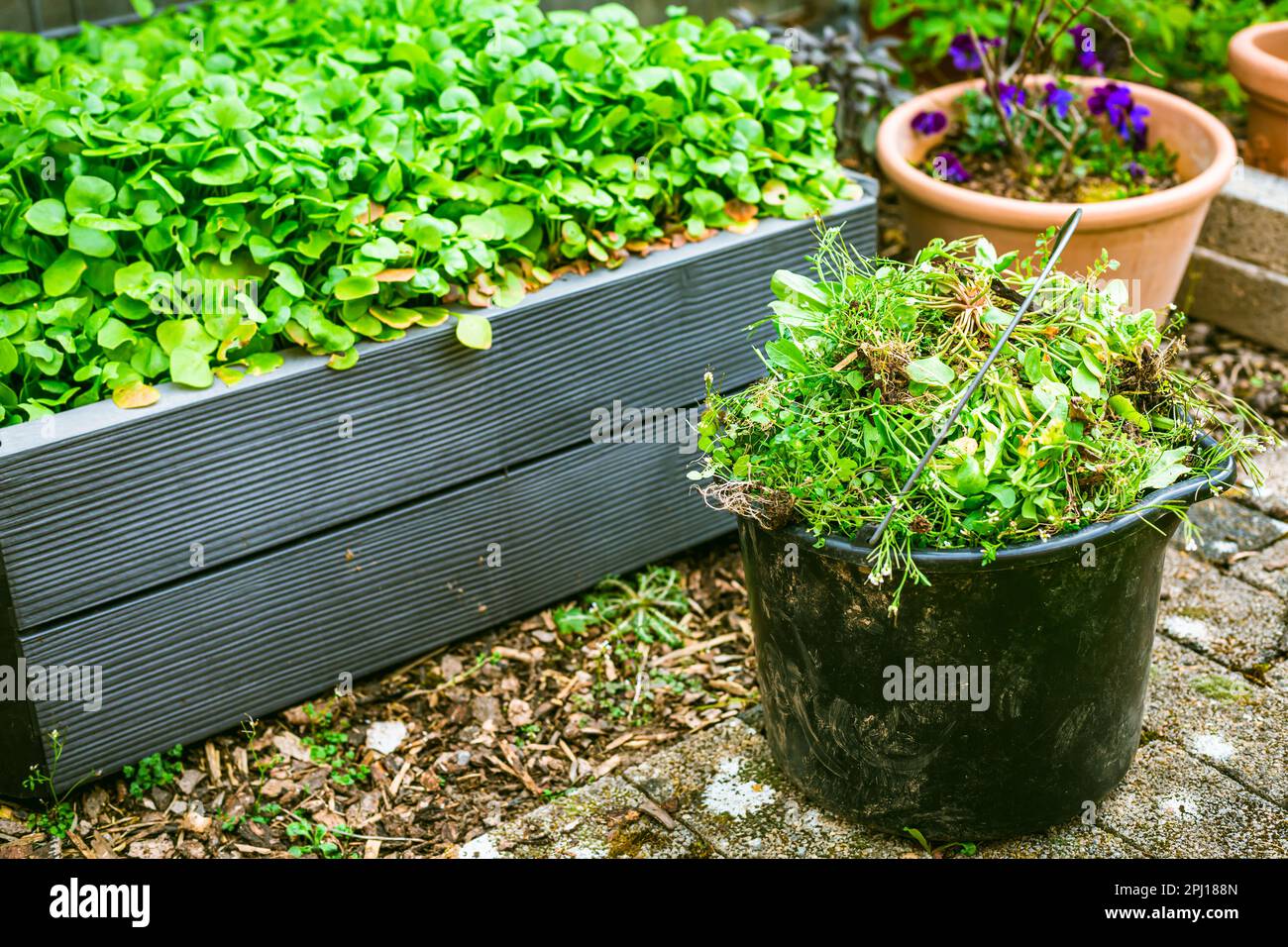 Rimozione delle erbacce in giardino - benna piena di erbacce, concetto di giardinaggio Foto Stock