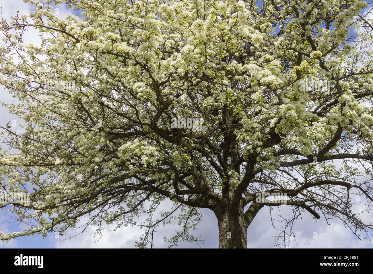 Albero di mela in fiore contro il cielo blu in tempo soleggiato Foto Stock