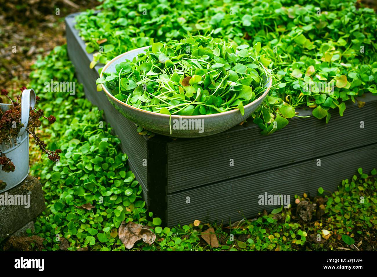 Raccolta di purslane invernali - cespugli di piante di lattuga indiana in un giardino, giardinaggio biologico, coltivazione di verdure fresche Foto Stock