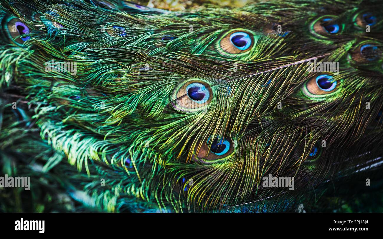 Piume colorate di una coda di pavone, foto astratta, motivo colorato naturale Foto Stock