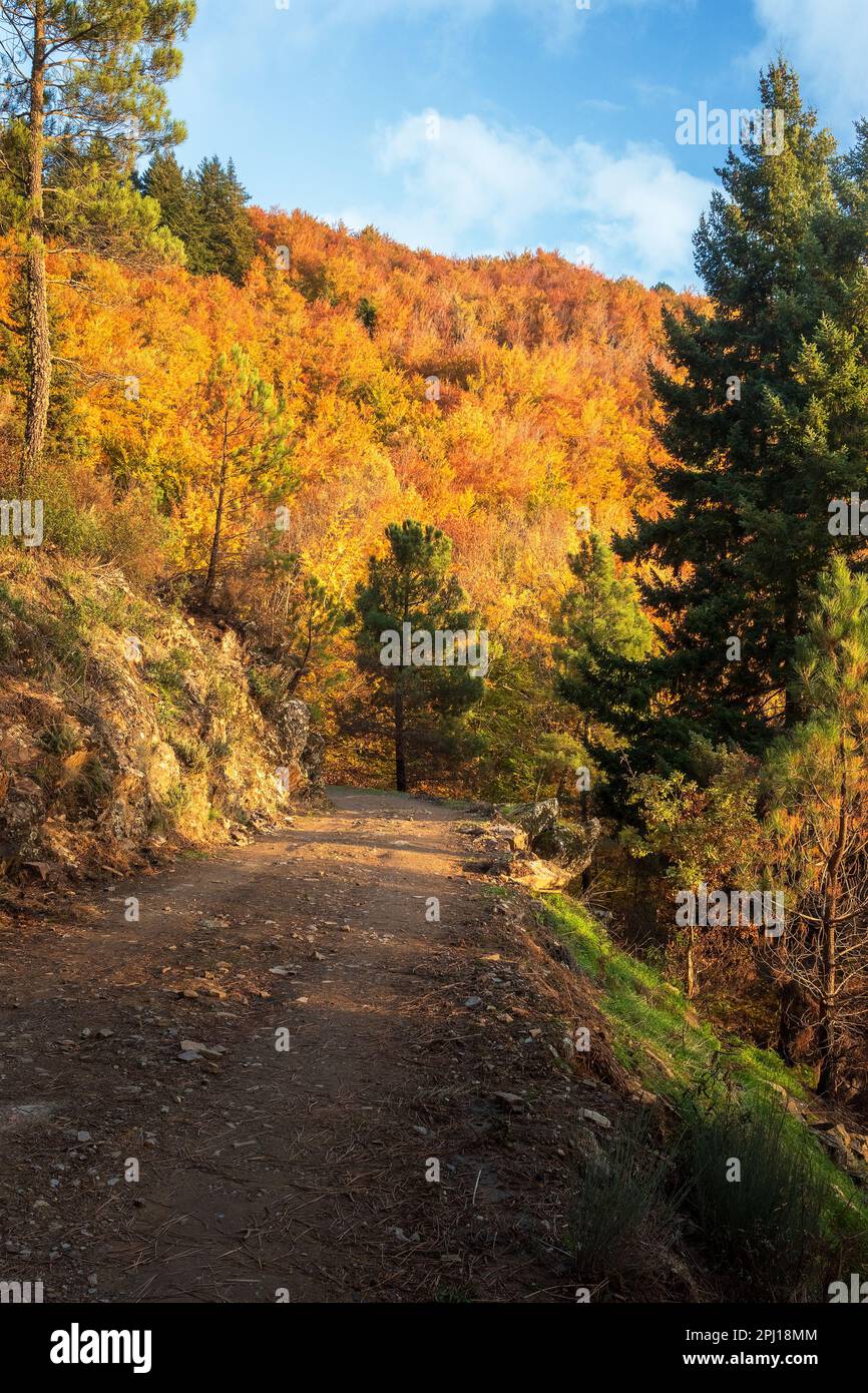 Vista dal sentiero della faggera a Serra da Estrela in Portogallo, in pieno autunno con le faggee tutte colorate e illuminate dal sole Foto Stock