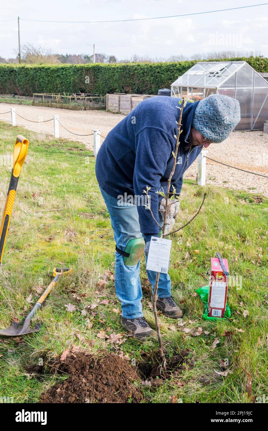 Donna che pianta un nuovo albero di pera di Conferenza, Pyrus communis, in una zona di prateria grezza. Foto Stock