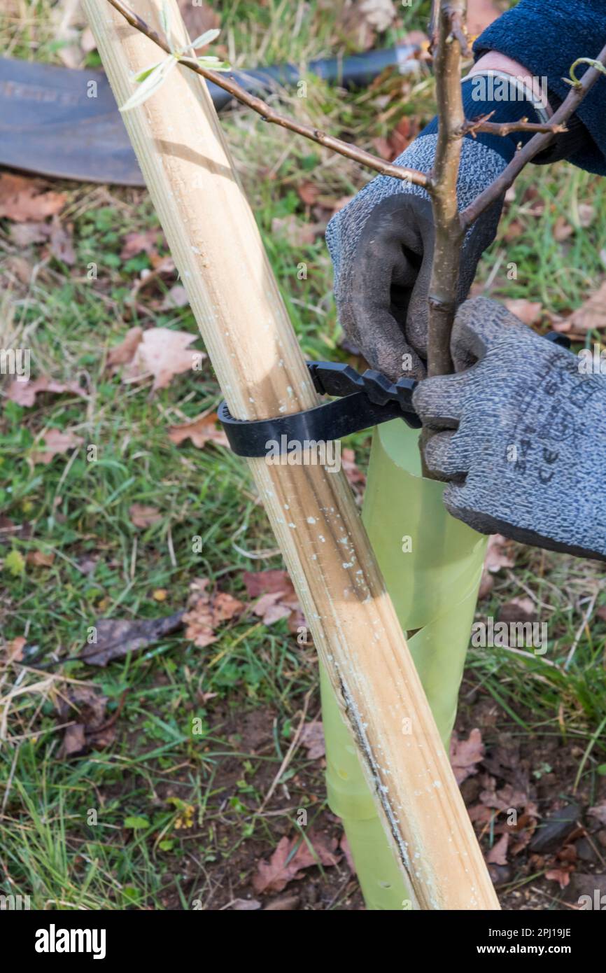 Donna che assicura un nuovo albero di pera di Conferenza, Pyrus communis, ad un palo. Foto Stock