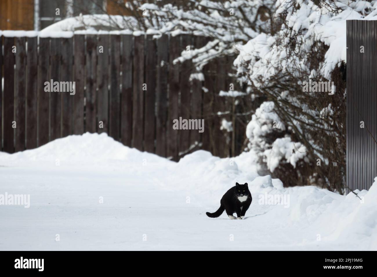 Gatto bianco nero cammina per la strada nevosa villaggio in una giornata d'inverno Foto Stock
