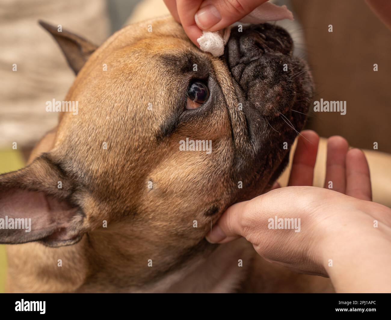 La mano di una donna pulisce delicatamente le rughe in una museruola francese Bulldog. L'espressione di contenuto sul volto del cane dimostra il piacere del Foto Stock