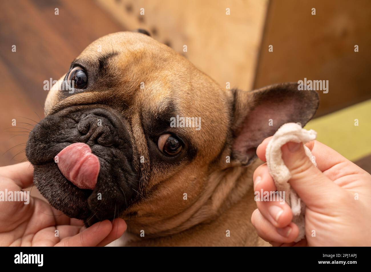 Questa foto presenta la mano di una donna che pulisce le orecchie di un Bulldog francese. Può essere usato per illustrare il legame tra un proprietario di animale domestico ed il loro cane, come Foto Stock