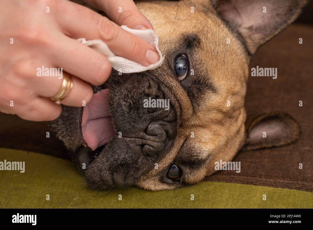 La mano di una donna pulisce delicatamente le rughe in una museruola francese Bulldog. L'espressione di contenuto sul volto del cane dimostra il piacere del Foto Stock