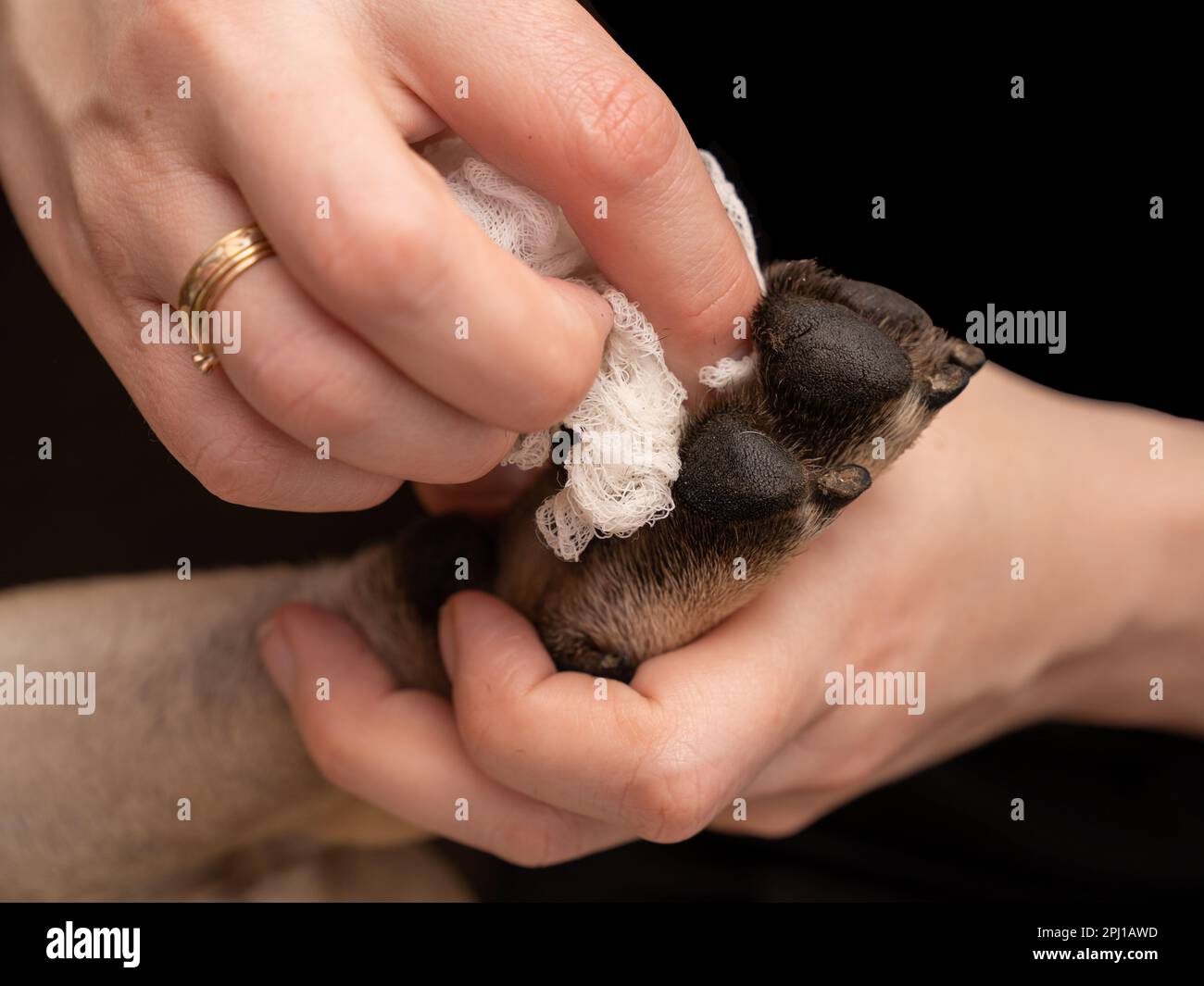 La mano di una donna pulisce con attenzione le zampe di un Bulldog francese in questo primo piano. Il cane appare soddisfatto e rilassato come gode l'attenzione per la prima Foto Stock
