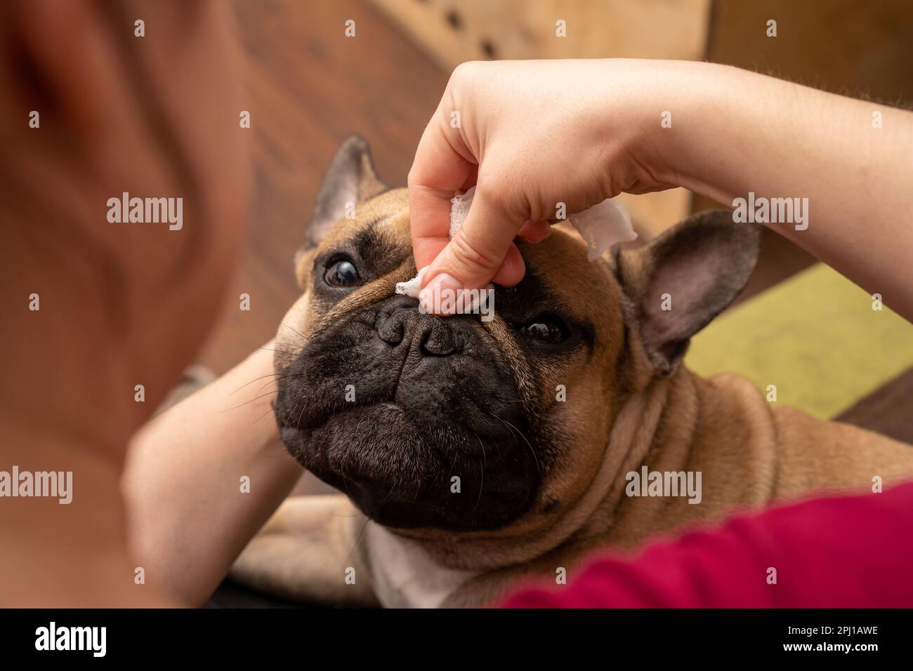 La mano di una donna pulisce delicatamente le rughe in una museruola francese Bulldog. L'espressione di contenuto sul volto del cane dimostra il piacere del Foto Stock