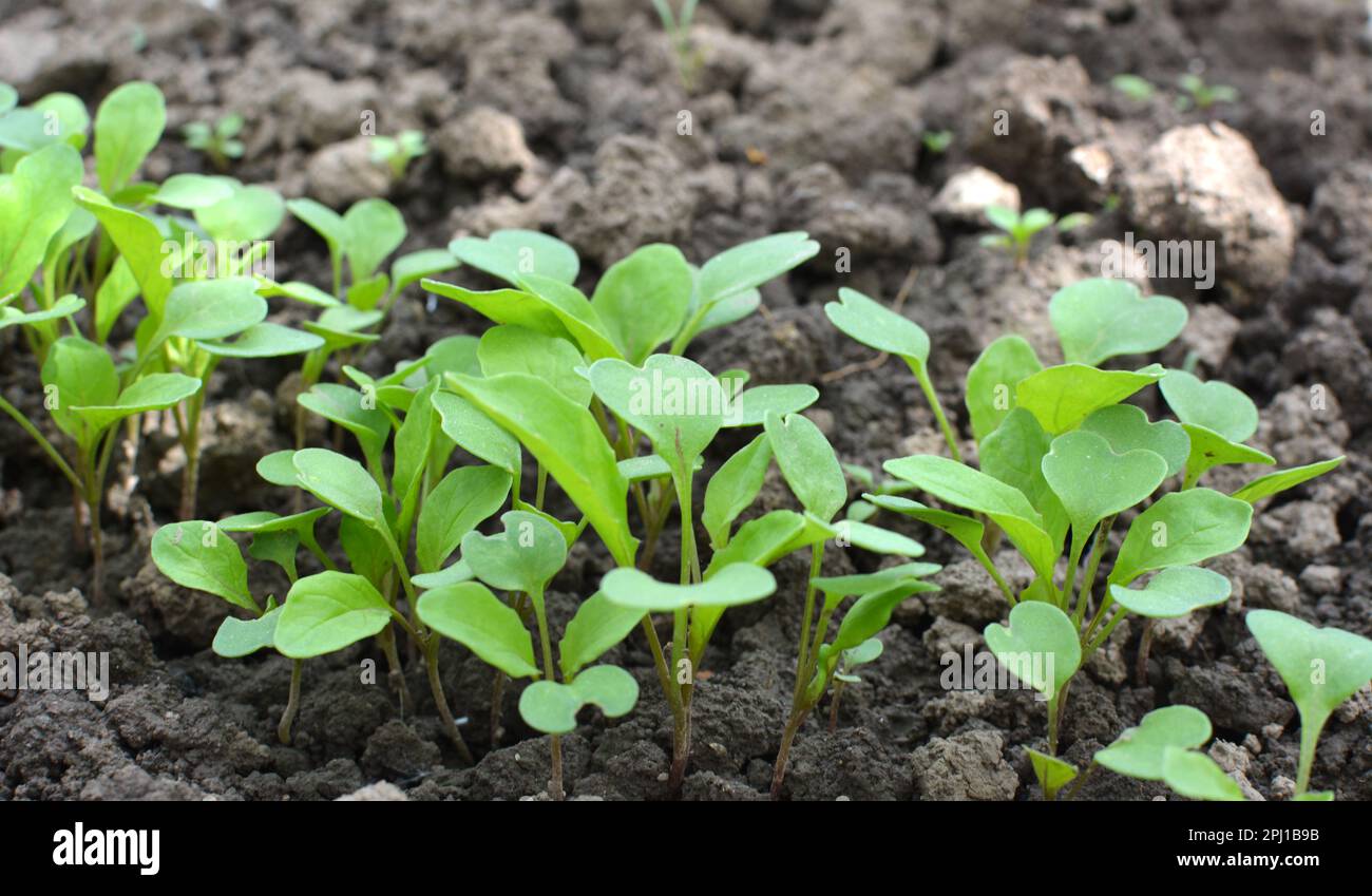 Rucola giovane (Eruca sativa) germogli germogliati dai semi nel giardino Foto Stock