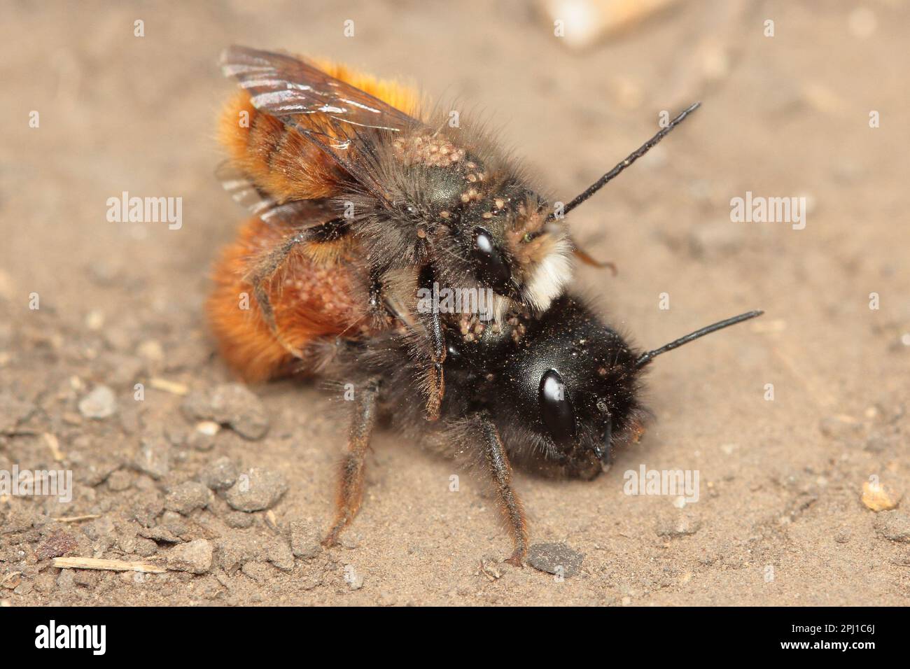 L'ape orcharda europea (Osmia cornuta) si accoppia durante l'allevamento in un habitat naturale Foto Stock