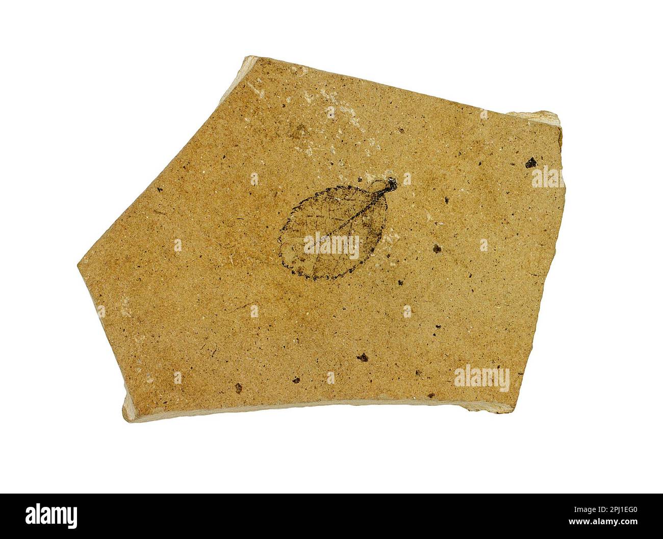 Foglia fossilizzata di betulla, Betula, esemplare fossile su sfondo bianco Foto Stock