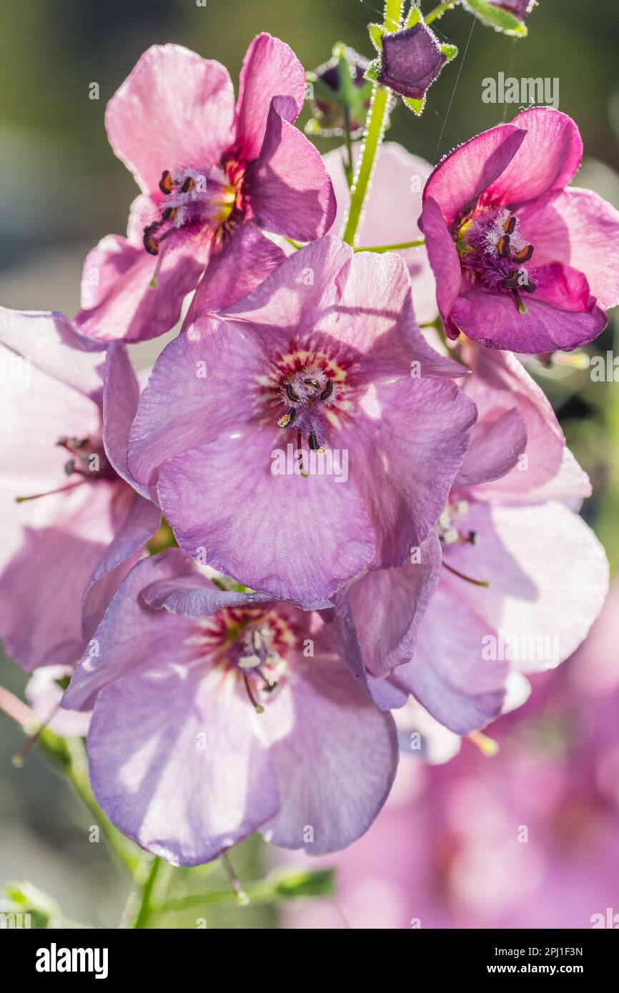 Primo piano dei dettagli delle delicate fioriture di mullein viola. Foto Stock