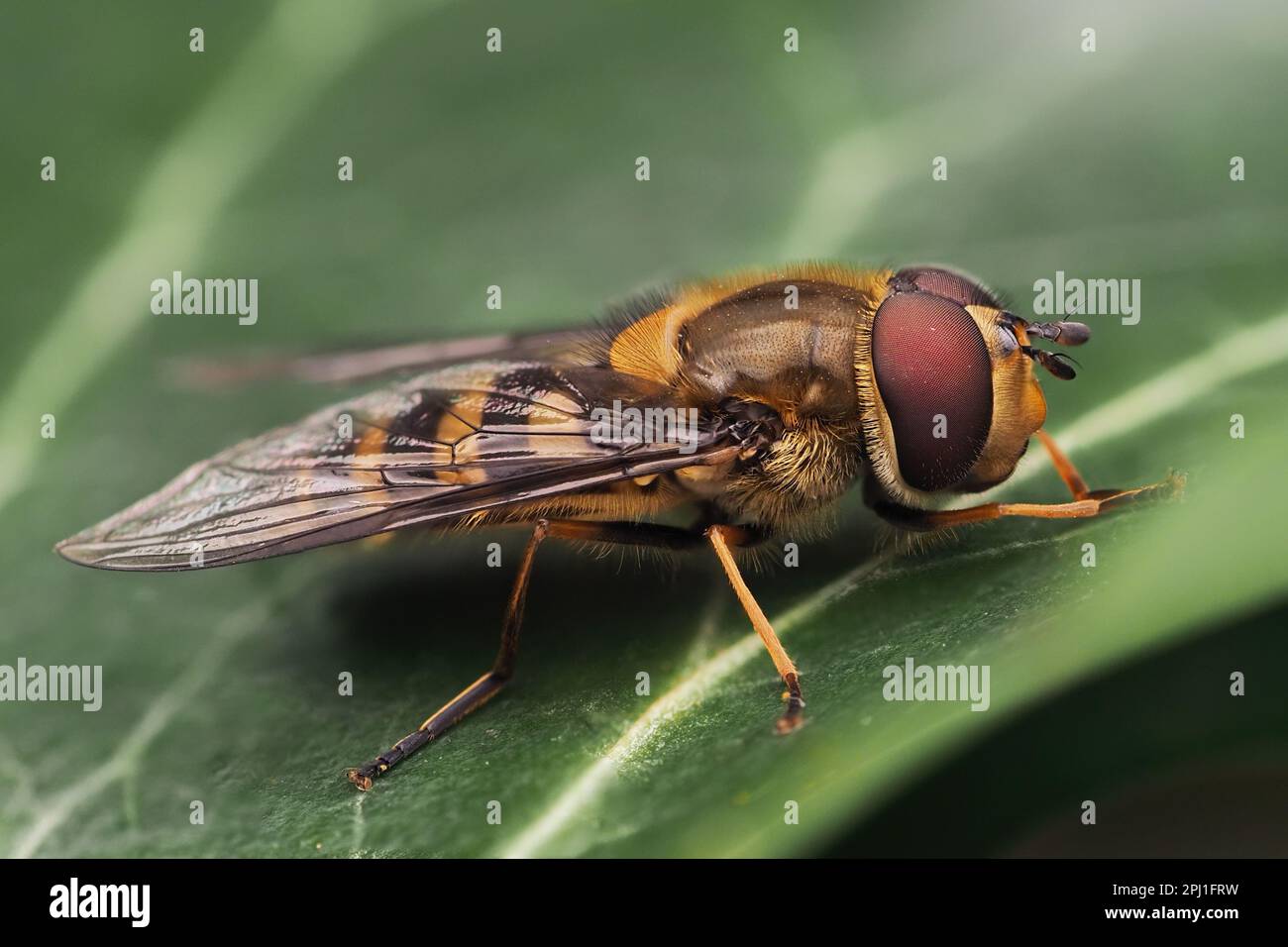 Maschio Syrphus torvus Hoverfly a riposo su edera. Tipperary, Irlanda Foto Stock