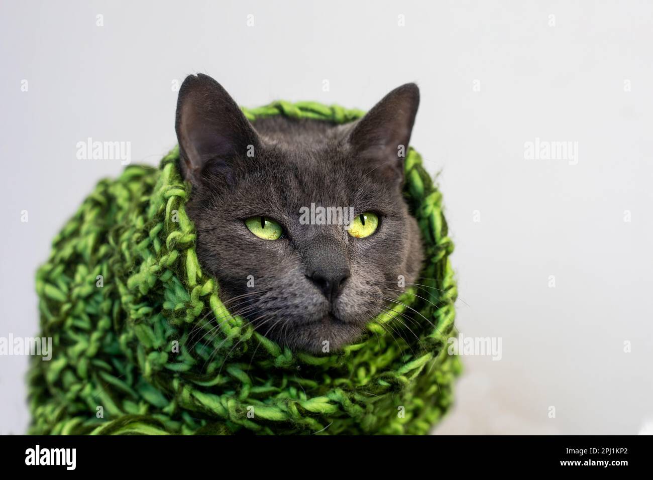 gatto grigio pensivo in una sciarpa verde lavorata a maglia su sfondo chiaro Foto Stock