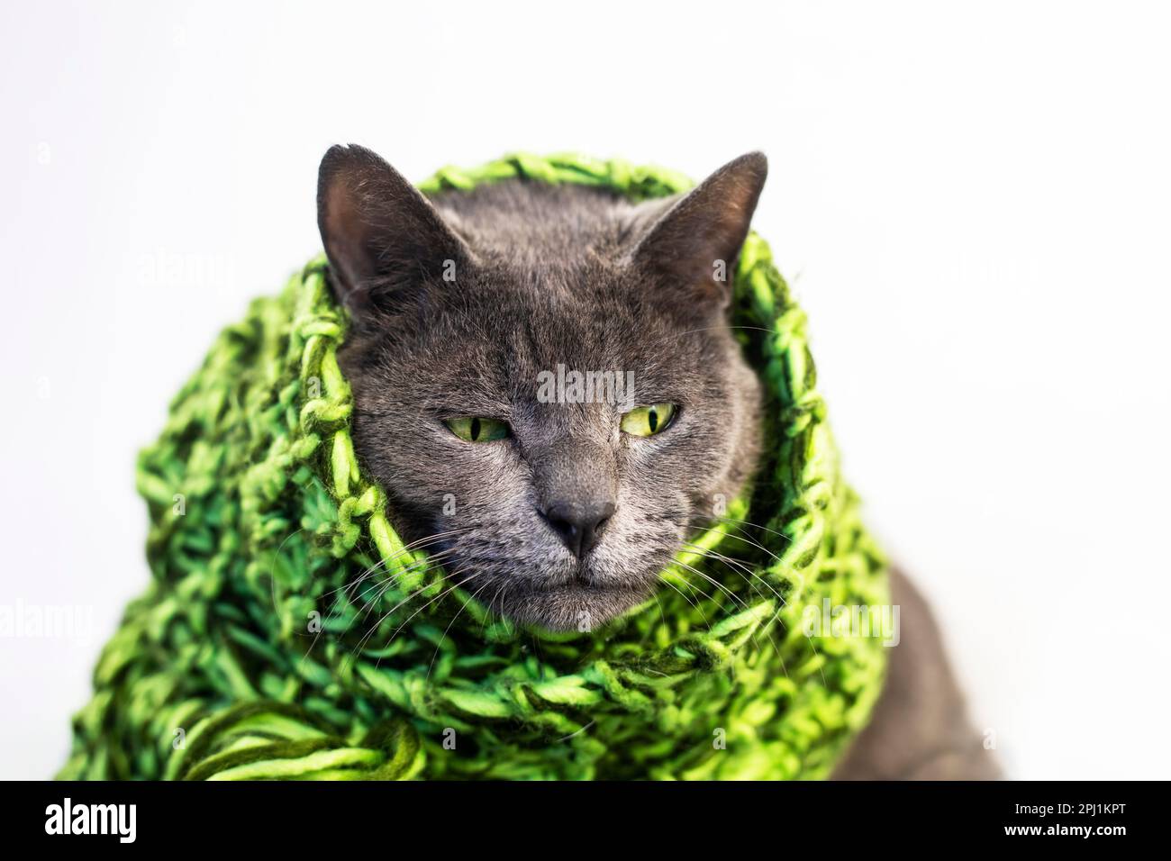 gatto grigio serio pensivo in una sciarpa verde lavorata a maglia su sfondo chiaro Foto Stock