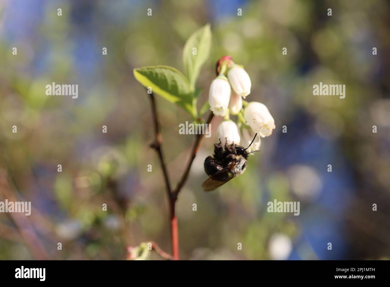Fiore di cespuglio di bacche blu impollinazione delle api in primavera Foto Stock