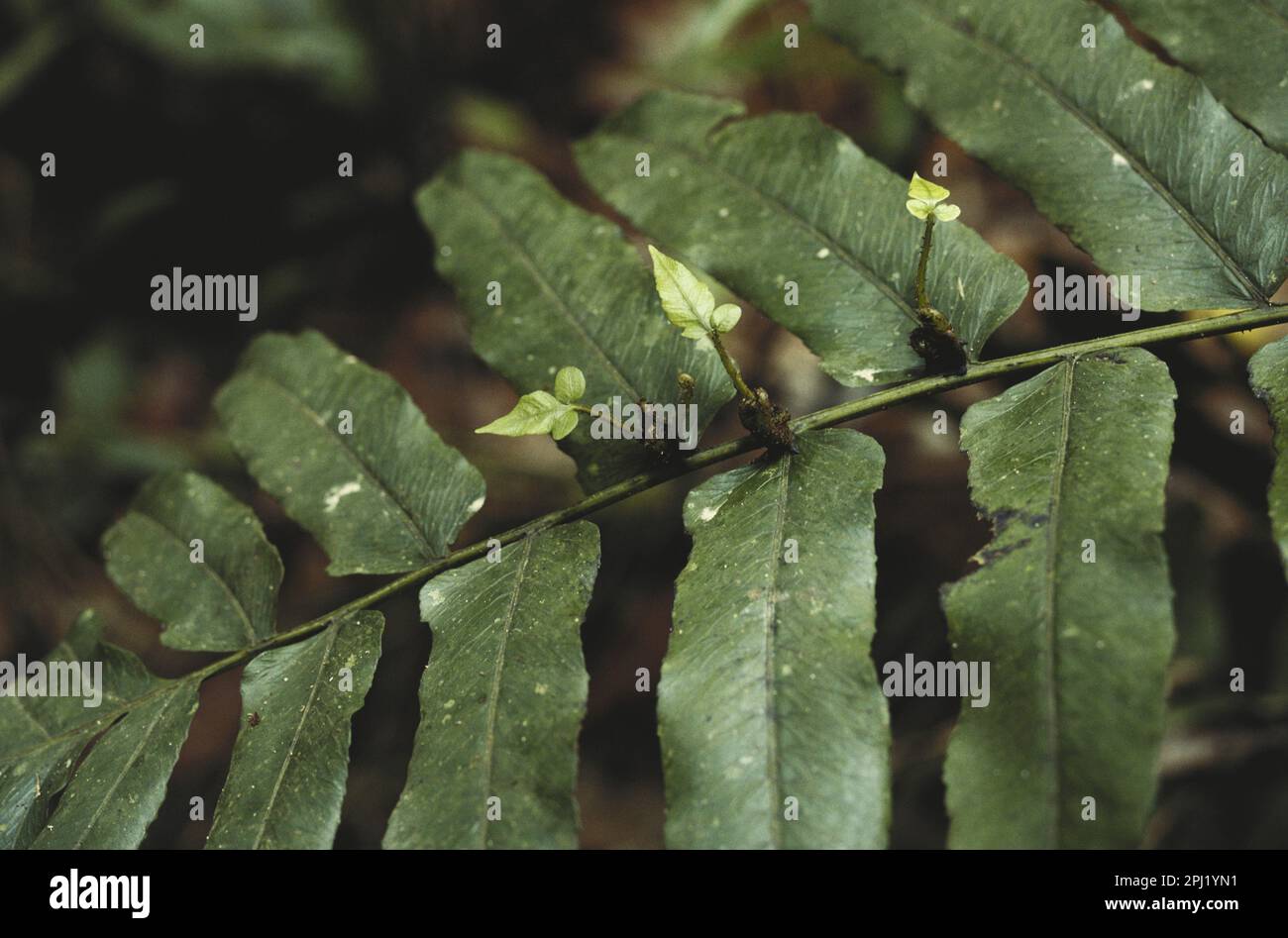 Felce vivipara (Diplazium proliferum) nella foresta pluviale tropicale di Tai Nat. Parco, Costa d'Avorio, Africa. Le plantule cadranno e cresceranno in felci adulti Foto Stock