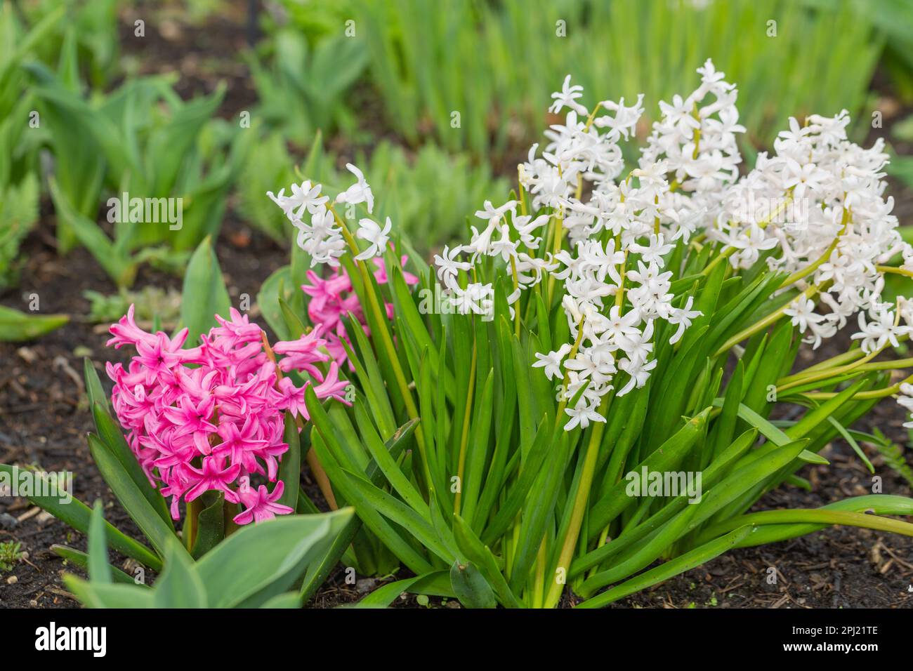 Giacinti di primavera colorati che crescono in un giardino fiorito. Foto Stock