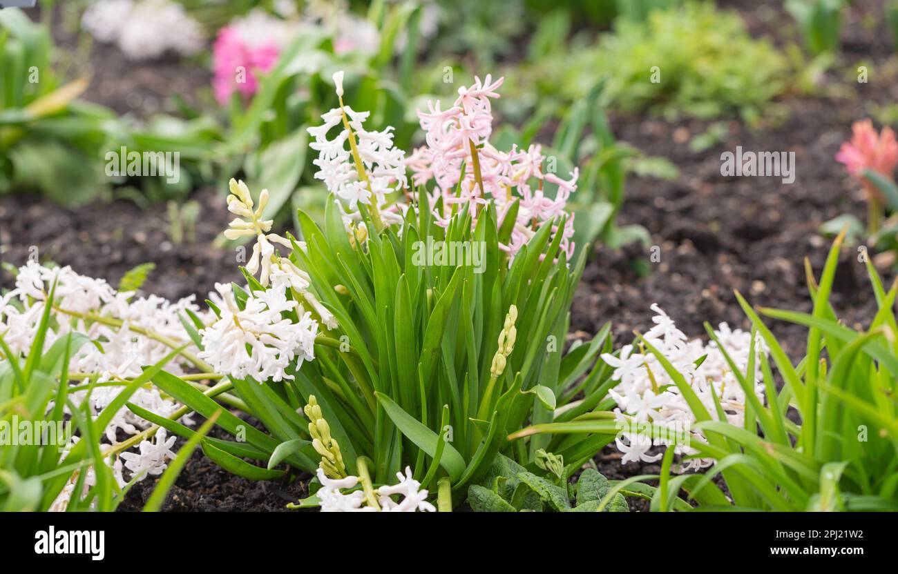 Giacinti di primavera bianchi e rosa colorati che crescono in un giardino inglese. Foto Stock