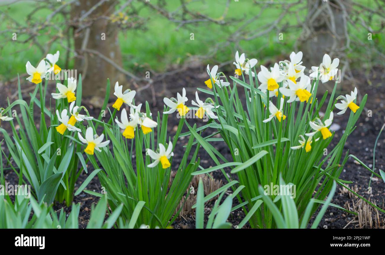 Primavera Narcissus, Daffodils cresce lungo un bordo giardino. Foto Stock