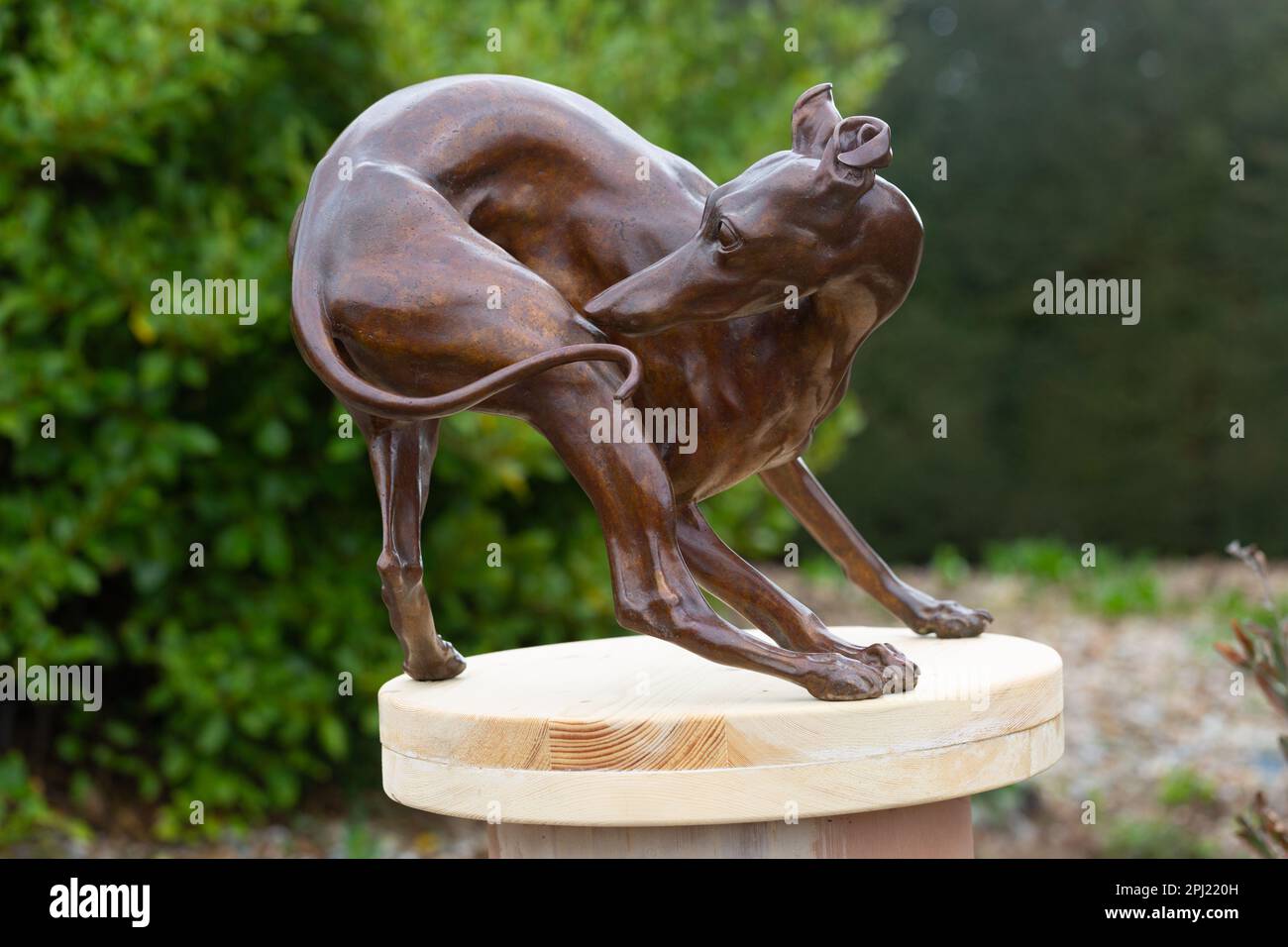 Garden Design Arts, Sculpture and Horticultural Vision - primo piano di una scultura di cane levriero in metallo a RHS Hyde Hall, Essex, Gran Bretagna. Foto Stock