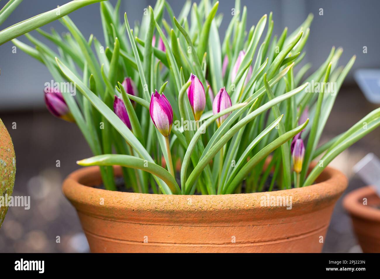 Tulipani nani - pulchella persiana Foto Stock