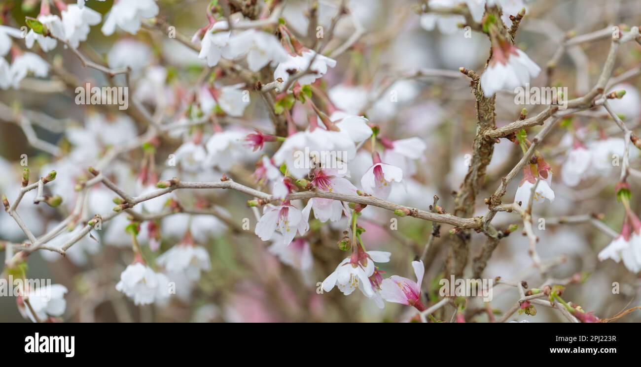 Primo piano dei fiori di ciliegio ornamentale durante la primavera del 2023 / varietà Prunus incisa 'Kojo-No-mai' o ciliegia Fuji Foto Stock