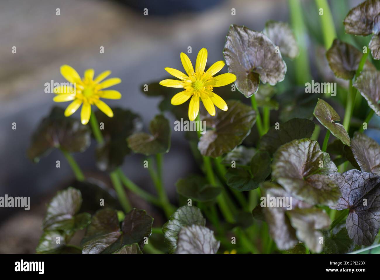 Celandina minore, Ranunculus ficaria, 'Hussy Brazen' Foto Stock