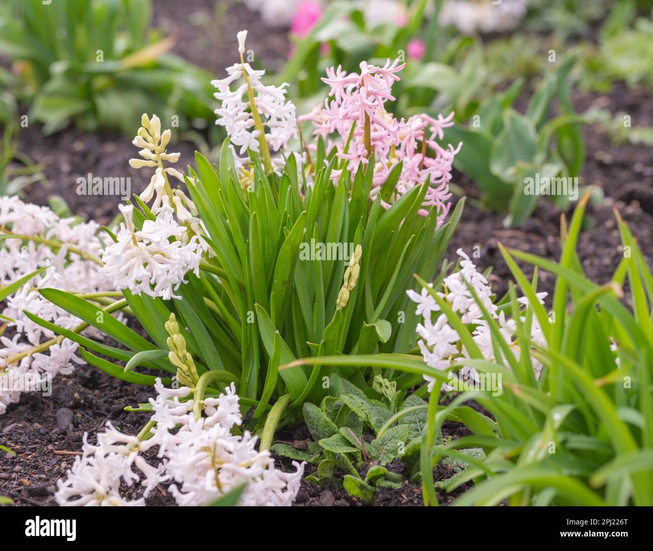 Giacinti di primavera colorati che crescono in un giardino fiorito. Foto Stock