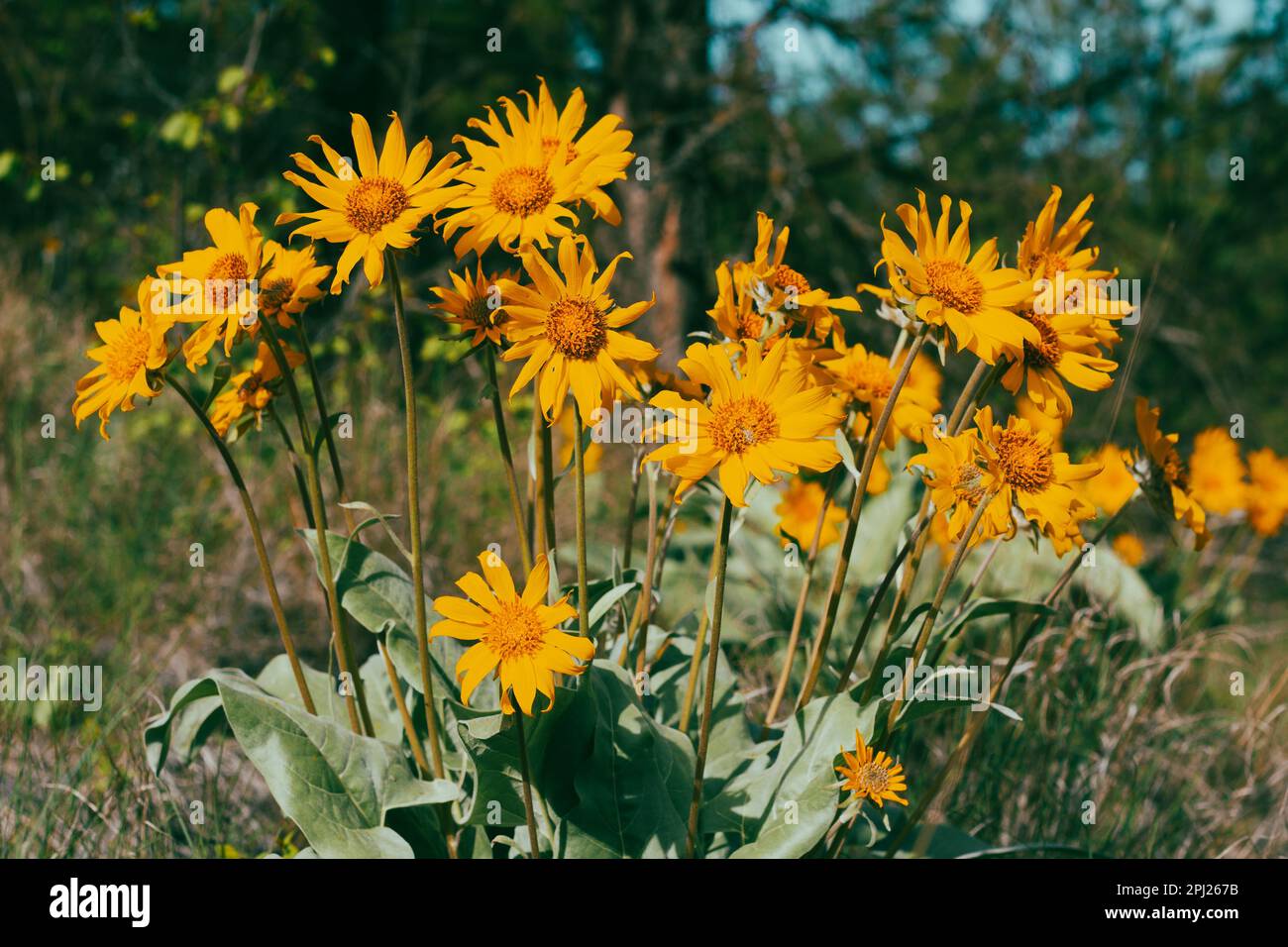 Primo piano basso angolo di vista giallo Arrowleaf Balsamroot fiori nella soleggiata Okanagan Valley Foto Stock