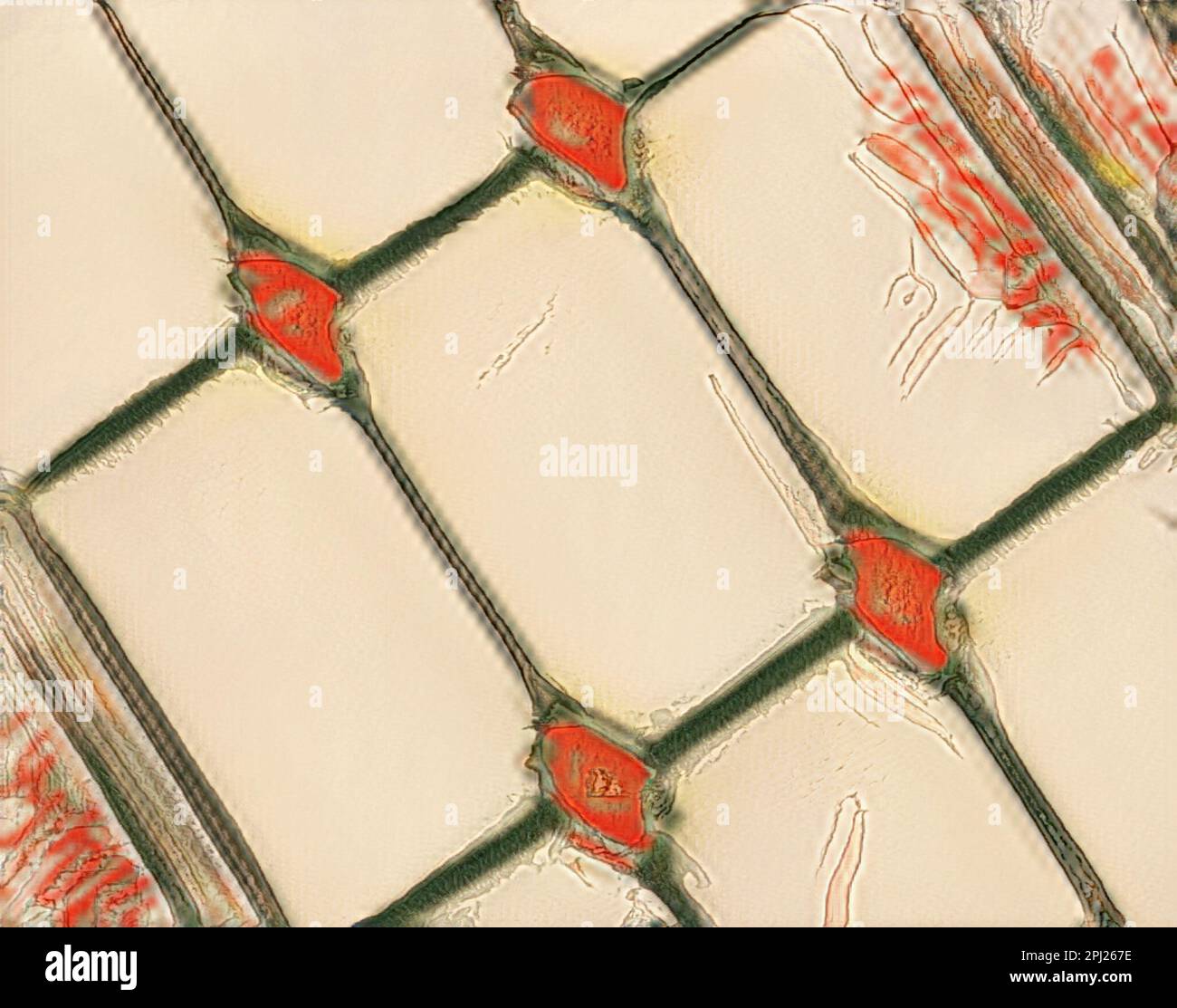 La vista primo piano mostra il vecchio pannello della finestra con disegni a forma di rettangolo e diamante e colori aggiuntivi aggiunti con i filtri fotografici. Ideale per testo o sfondo. Foto Stock