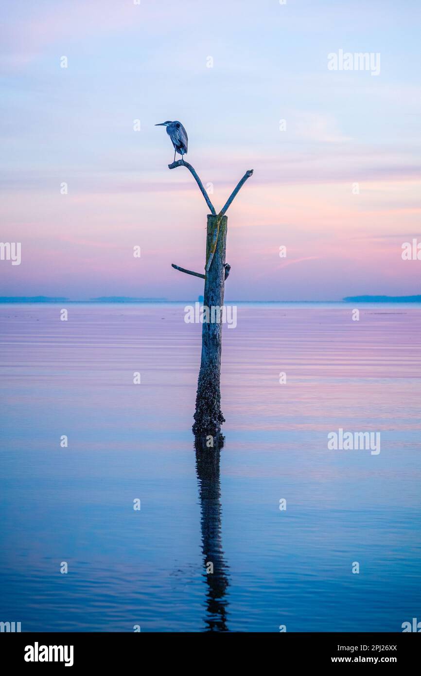 Luce Blu pittoresca Vista di un grande uccello in piedi su un ramo con i colori viola e blu che si riflettono fuori dell'acqua Foto Stock