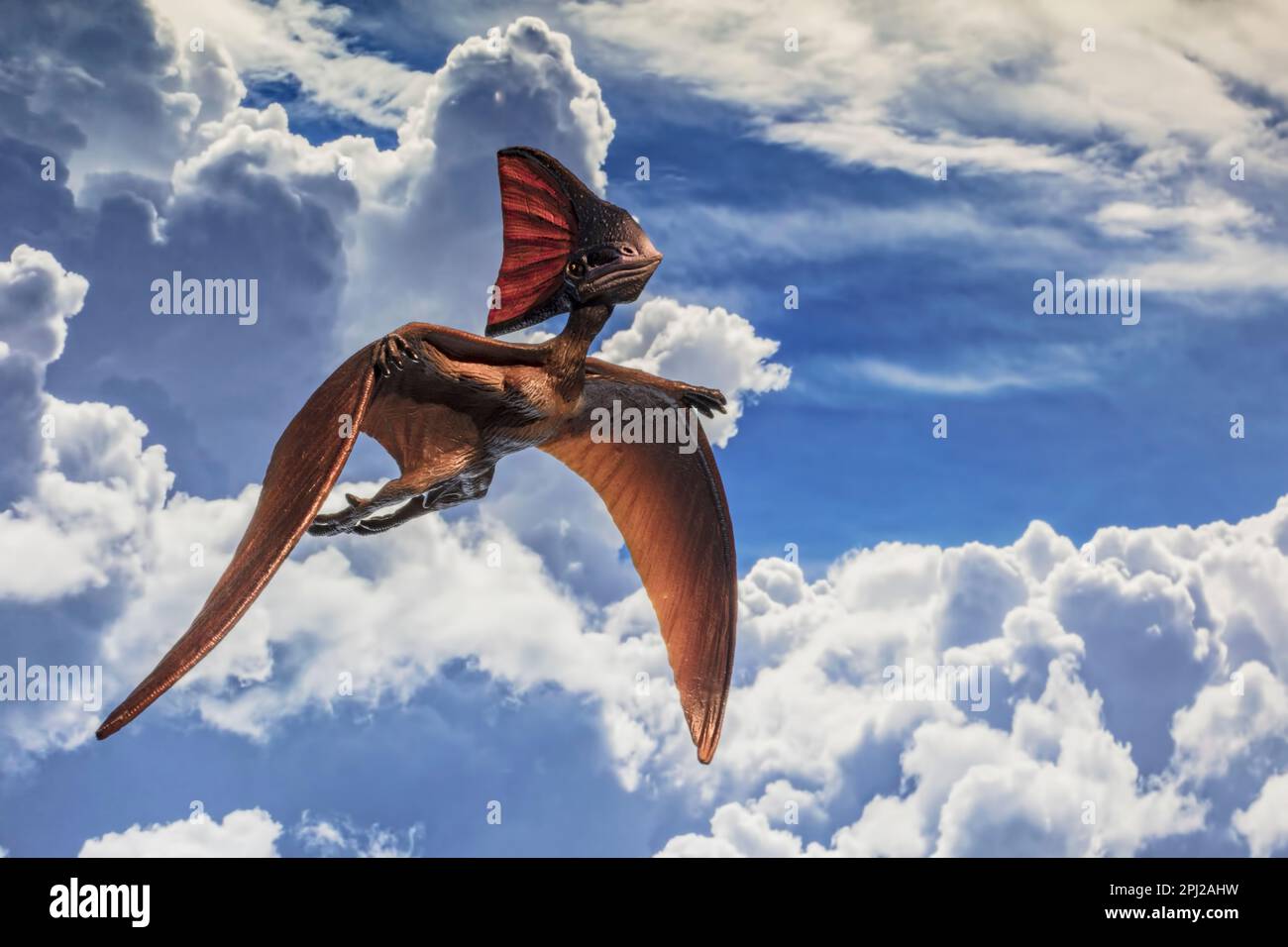 “Il Vecchio” è un pterosauro brasiliano proveniente dall’ultima parte del primo periodo cretaceo, circa 112 milioni di anni fa. Foto Stock