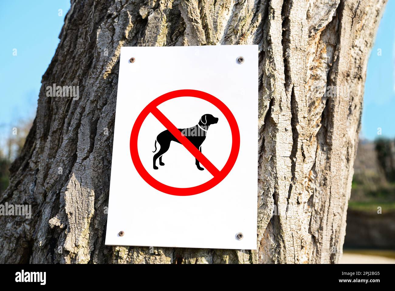 Cartello NON SONO AMMESSI CANI sul tronco dell'albero all'aperto Foto Stock