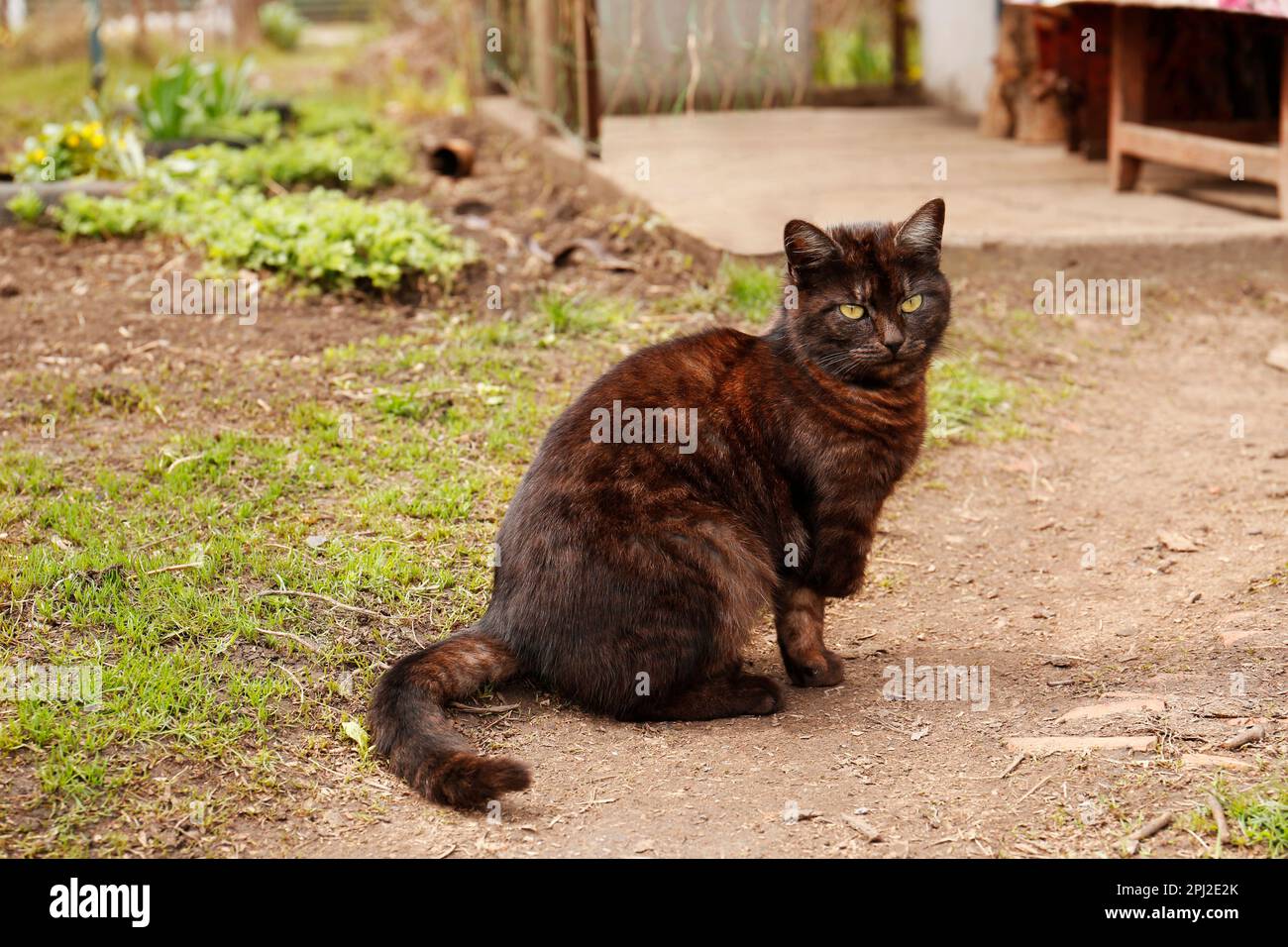 Adorabile gatto scuro seduto a terra all'aperto Foto Stock