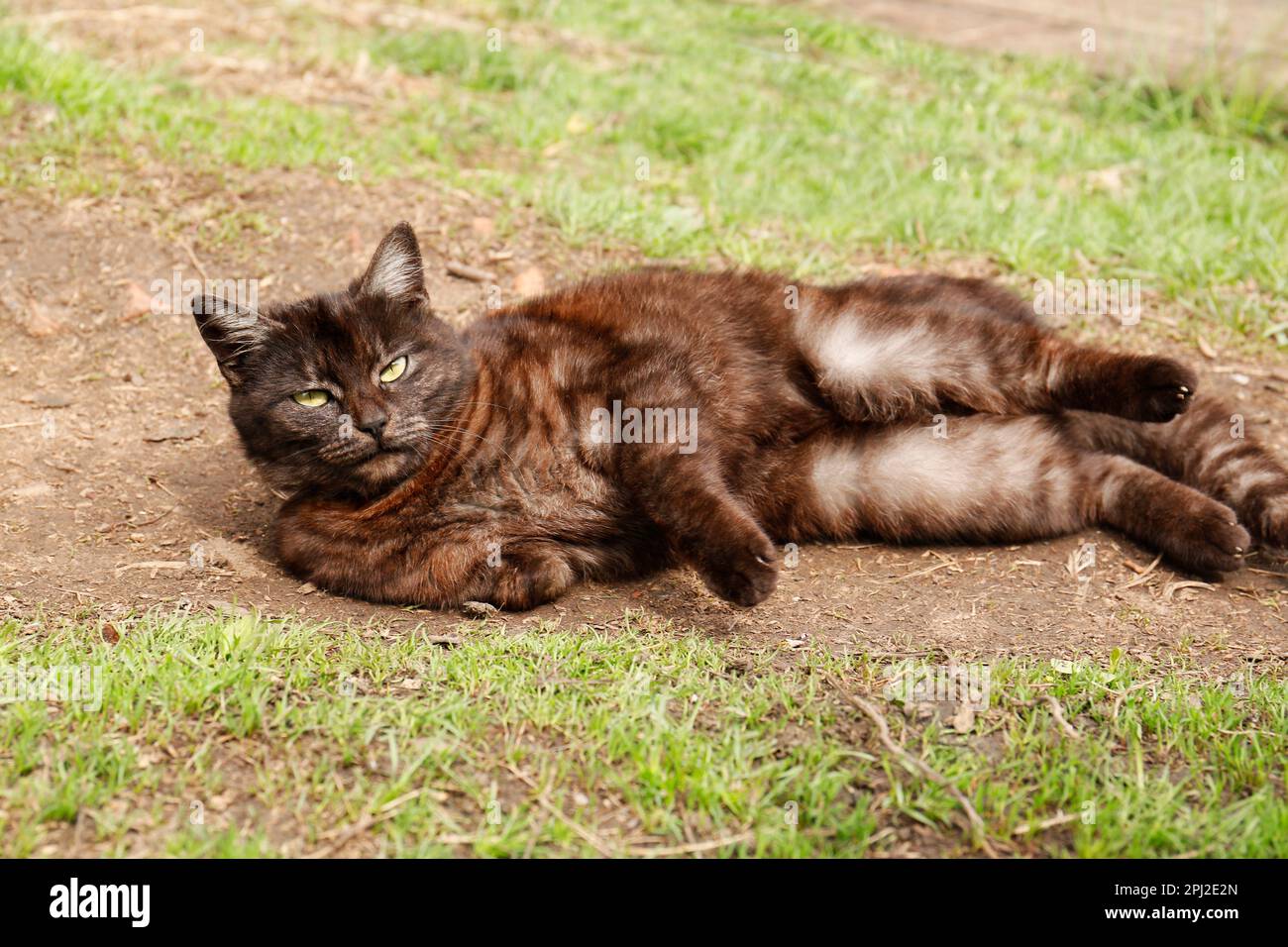 Adorabile gatto scuro che riposa a terra all'aperto Foto Stock