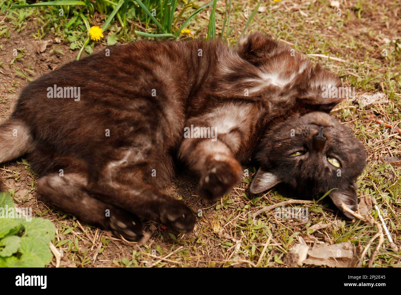 Adorabile gatto scuro che riposa su erba verde all'aperto Foto Stock
