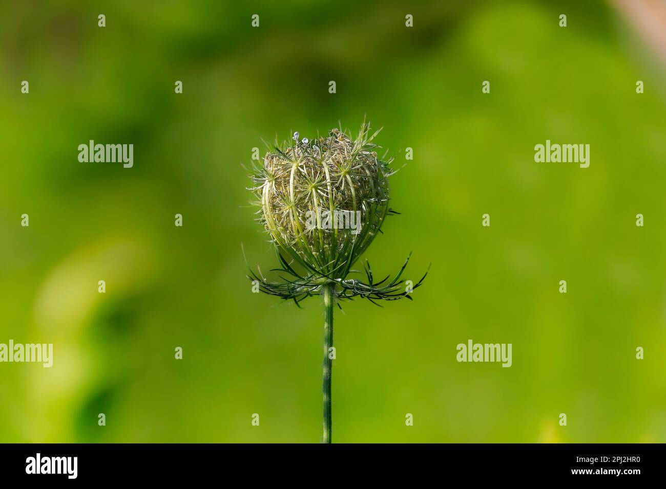 Carota selvatica (Daucus carota) conosciuta come carota selvatica europea, nido di uccello, pizzo del vescovo e pizzo della regina Anna (Nord America) Foto Stock