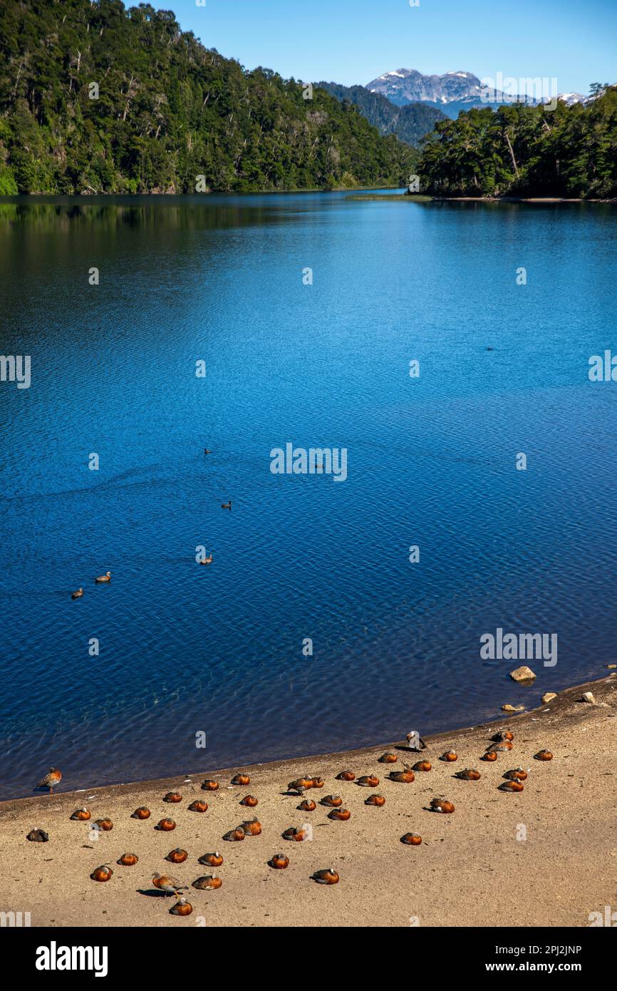 L'oca patagoniana (Ashy heded goose) è abbondante sulle rive del Lago Correntoso, Seven Lakes Road, Ruta 40, Provincia di Neuquén, Argentina Foto Stock