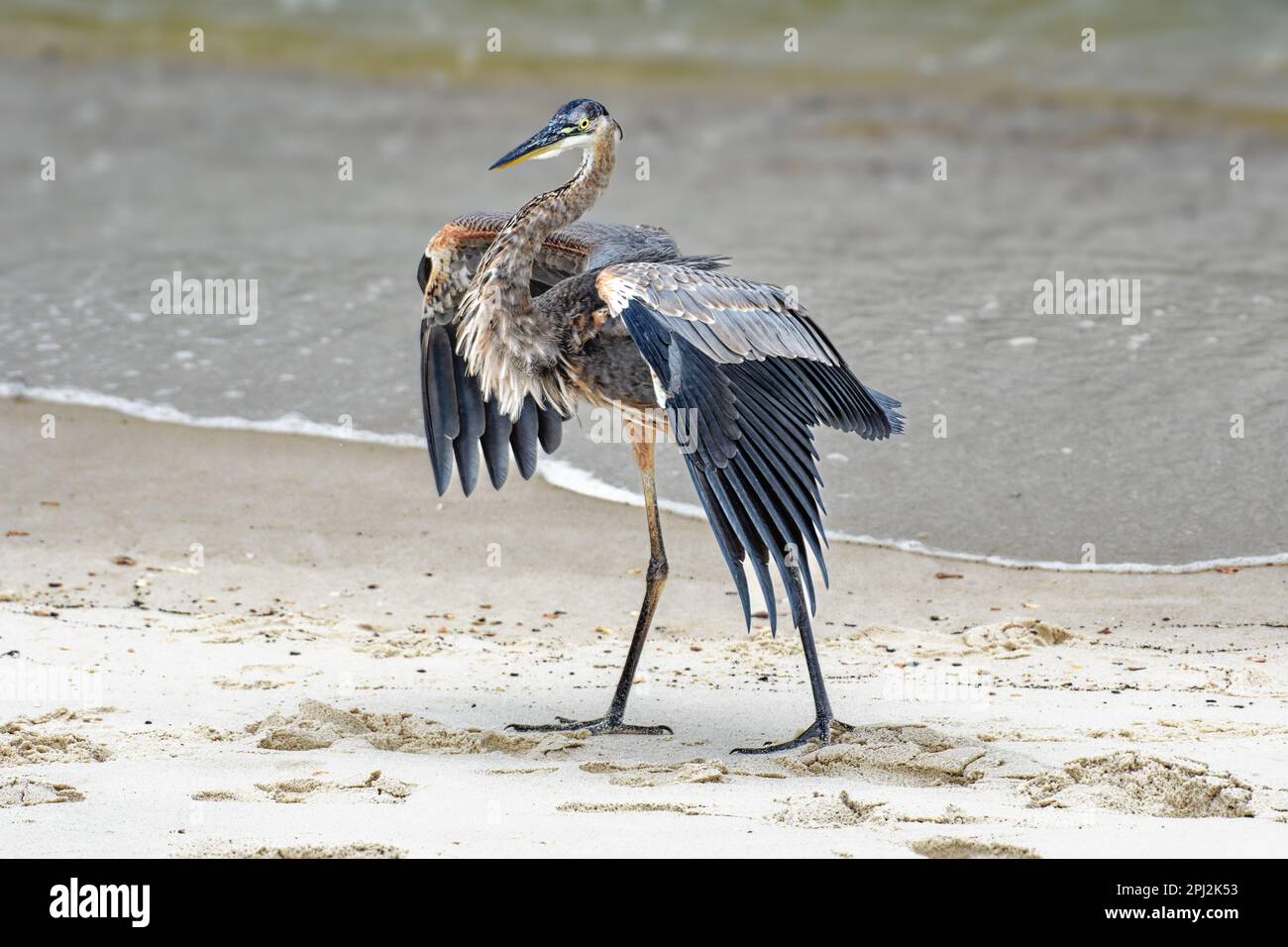 Great Blue Heron (Ardea herodias) sulla spiaggia di Dauphin Island, Alabama USA Foto Stock