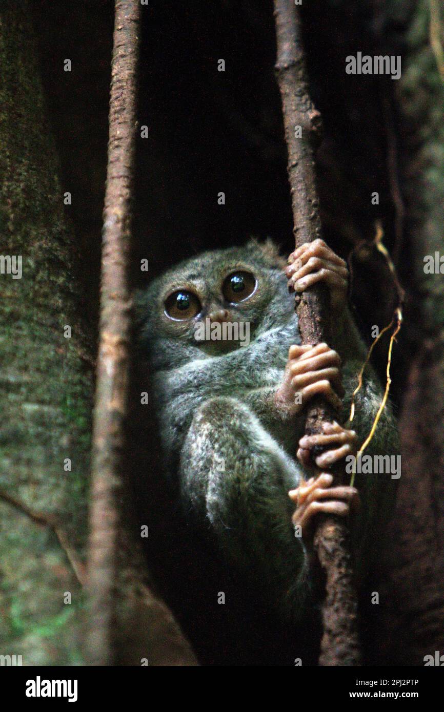 Un tarsier spettrale di Gursky (Tarsius spectrumgurskae) nella Riserva Naturale di Tangkoko, Sulawesi Settentrionale, Indonesia. Primato insettivoro, tarsier è considerato benefico per gli agricoltori, in quanto le specie notturne possono svolgere un ruolo nel controllo dei parassiti nelle aree agricole, secondo Roni Koneri in un documento presentato in un seminario dal titolo "biodiversità Internazionale e Gestione integrata dei parassiti: Lavorare insieme per un futuro sostenibile" che si è tenuto il 4-7 luglio 2013, a Manado City (l'abstract è accessibile attraverso il repository dell'Università di Sam Ratulangi). Foto Stock