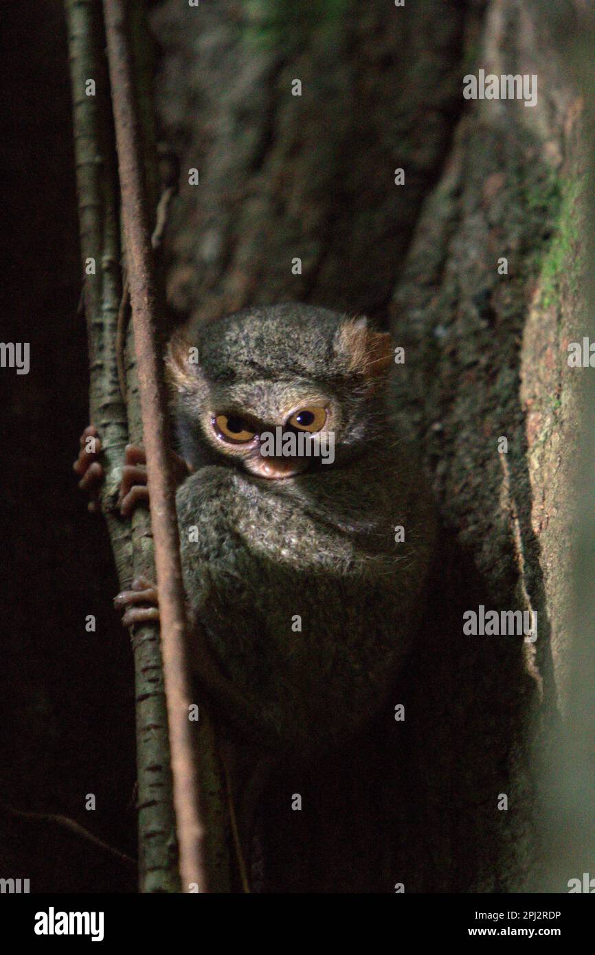 Un tarsier spettrale di Gursky (Tarsius spectrumgurskae) nella Riserva Naturale di Tangkoko, Sulawesi Settentrionale, Indonesia. Primato insettivoro, tarsier è considerato benefico per gli agricoltori, in quanto le specie notturne possono svolgere un ruolo nel controllo dei parassiti nelle aree agricole, secondo Roni Koneri in un documento presentato in un seminario dal titolo "biodiversità Internazionale e Gestione integrata dei parassiti: Lavorare insieme per un futuro sostenibile" che si è tenuto il 4-7 luglio 2013, a Manado City (l'abstract è accessibile attraverso il repository dell'Università di Sam Ratulangi). Foto Stock
