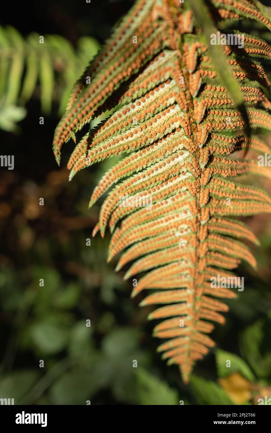 Pianta occidentale di spordfern Polystichum munitum che cresce nei boschi di Vancouver Island, British Columbia, Canada. Nessuno, sfocato, fuoco selettivo Foto Stock