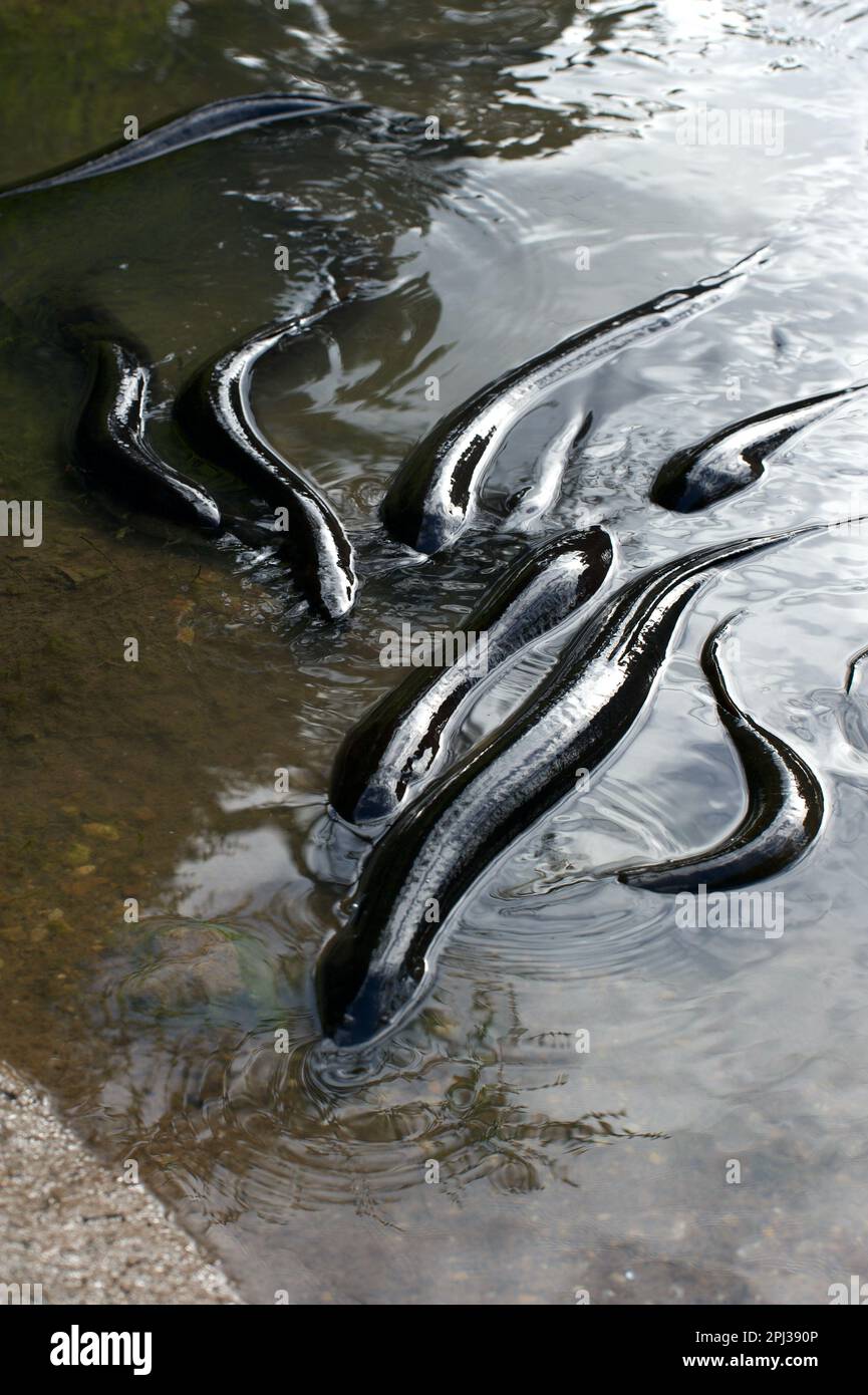 Le anguille alettate lunghe (Anguilla Reinhardtii) sono le più grandi anguille di acqua dolce dell'Australia. Questi hanno una lunga migrazione da Healesville al mare. Foto Stock