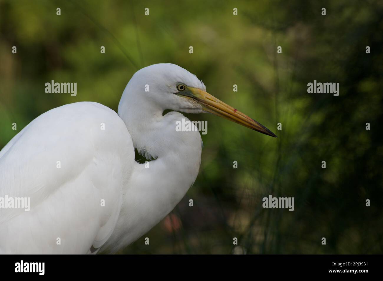 I grandi Egrets (Ardea Alba) sono aggraziati. Grandi uccelli, il cui aspetto cambia durante l'allevamento season.This è un non allevatore, con un disegno di legge giallo. Foto Stock