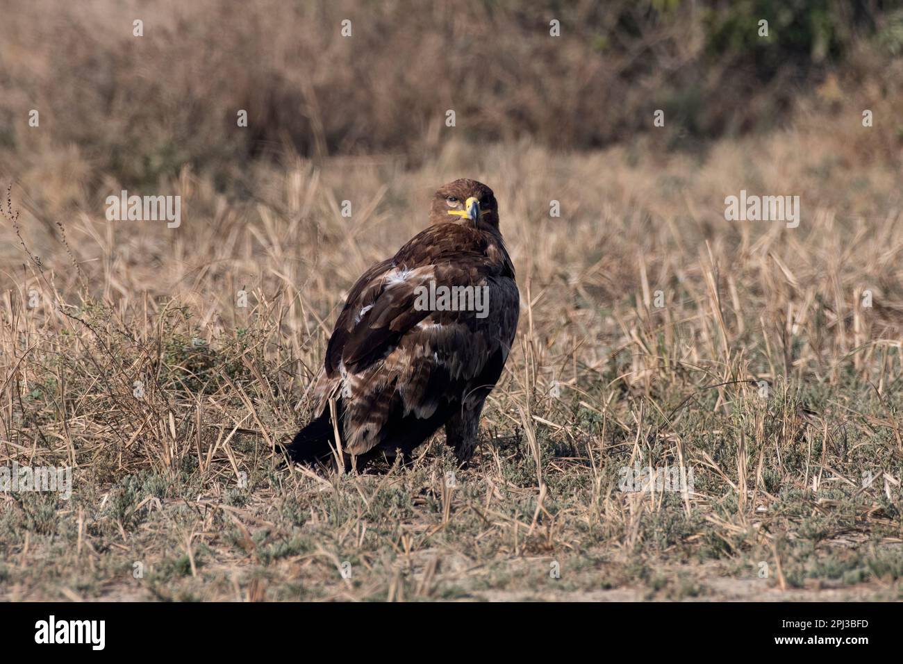 Aquila steppa (Aquila nipalensis) osservata nel Rann maggiore di Kutch in Gujarat, India Foto Stock